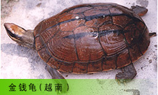  Ǯ꣨Խϣ
